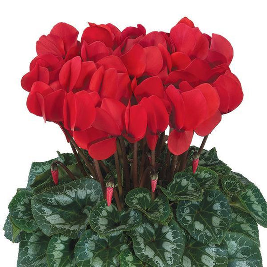 Cyclamen Seeds Cyclamen Halios® HD Red Rebelle