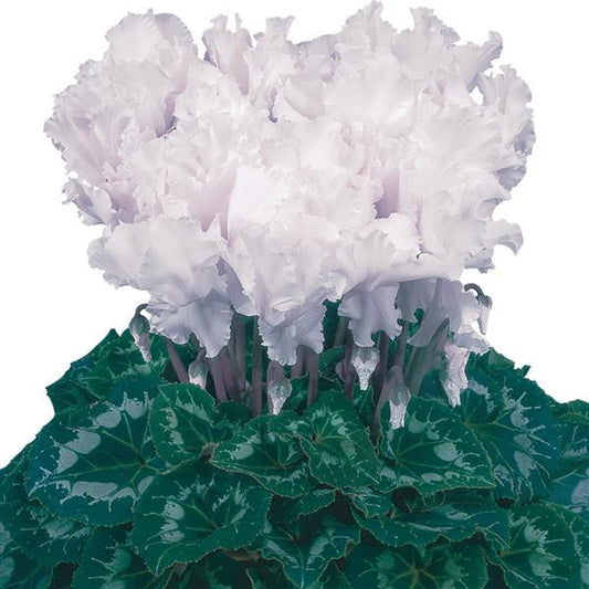 Cyclamen Seeds Cyclamen Halios® Select Curly White