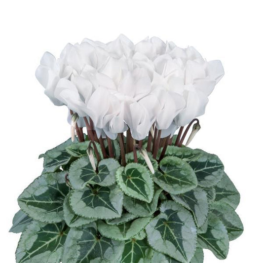 Cyclamen Seeds Cyclamen Metalis® Midi White