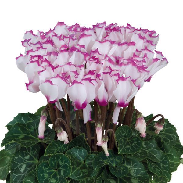 Cyclamen Seeds Cyclamen Smartiz® Select Victoria