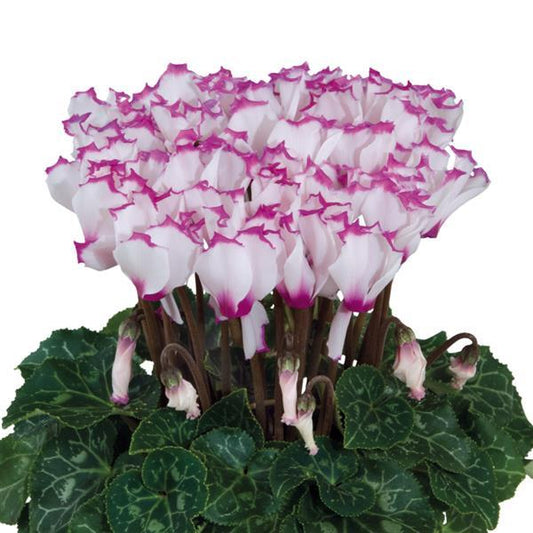 Cyclamen Seeds Cyclamen Smartiz® Select Victoria