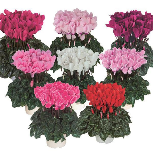 Cyclamen Seeds For Sale Elegant Colorful Cyclamen Plant Seeds Buy cyclamen-seeds-for-sale-elegant-colorful-cyclamen-plant-seeds-buy
