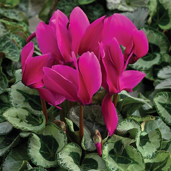 Cyclamen Seeds Cyclamen Winter Ice Purple