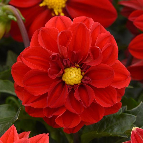 1,000 Dahlia Seeds Figaro™ Red Shades Flower Seeds