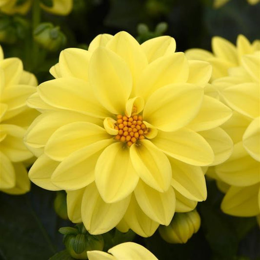 figaro dahlia seeds 1,000 Dahlia Seeds Figaro™ Mix Flower Seeds – Buy Bulk Seeds
