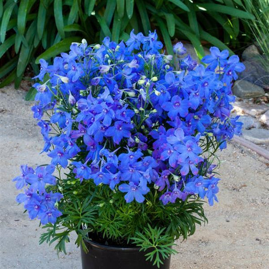 Delphinium Seeds Hunky Dory Blue