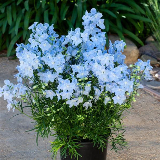 Delphinium Seeds Hunky Dory Sky Blue
