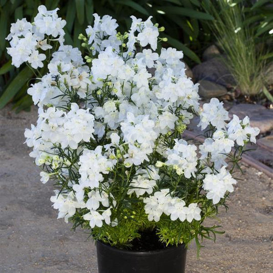 Delphinium Seeds Hunky Dory White