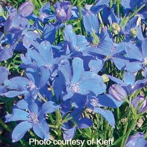Delphinium Seeds Delphinium Blue Mirror Flower Seeds