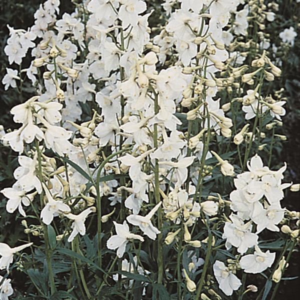 Delphinium Seeds Delphinium Casablanca Flower Seeds