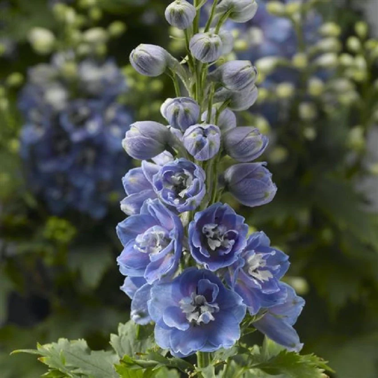 1,000 Delphinium Seeds Delphina Light Blue White Bee