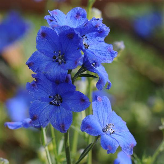 Perennial Seeds Delphinium Seeds Diamonds Blue Flower Seeds