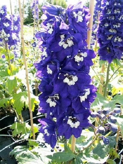 1,000 Delphinium Seeds Magic Fountains Dark Blue White Bee
