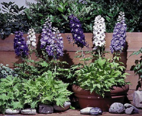 1,000 Delphinium Seeds Magic Fountains Mix