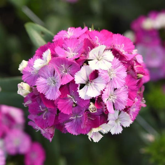 Dianthus Seeds Dianthus Amazon™ Lavender Magic Pelleted Seeds