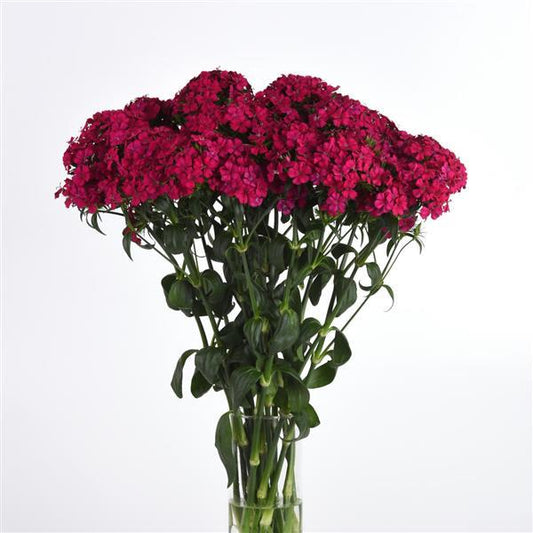 Dianthus Seeds Dianthus Amazon™ Neon Cherry Pelleted Seeds