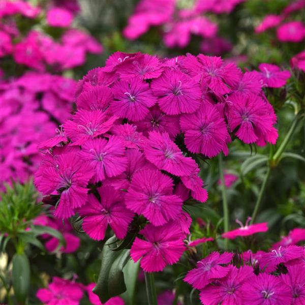 Dianthus Seeds Dianthus Amazon™ Neon Purple Pelleted Seeds
