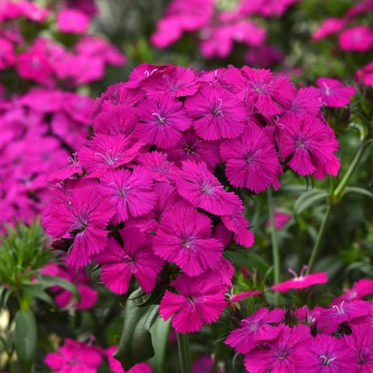 Dianthus Seeds Dianthus Amazon™ Neon Purple Pelleted Seeds