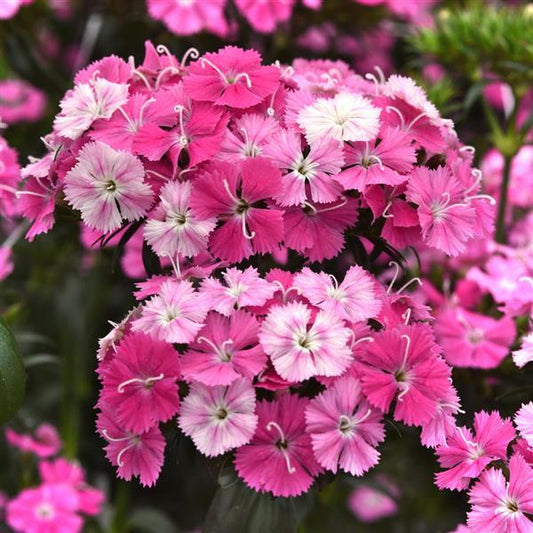 Dianthus Seeds Dianthus Amazon™ Rose Magic Pelleted Seeds