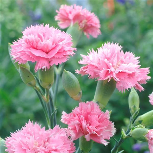 Dianthus Seeds Dianthus Chabaud Aurora Salmon