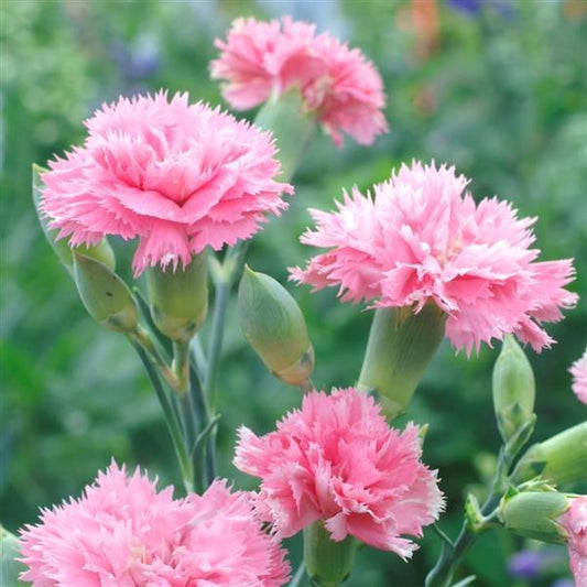 Dianthus Seeds Dianthus Chabaud Aurora Salmon