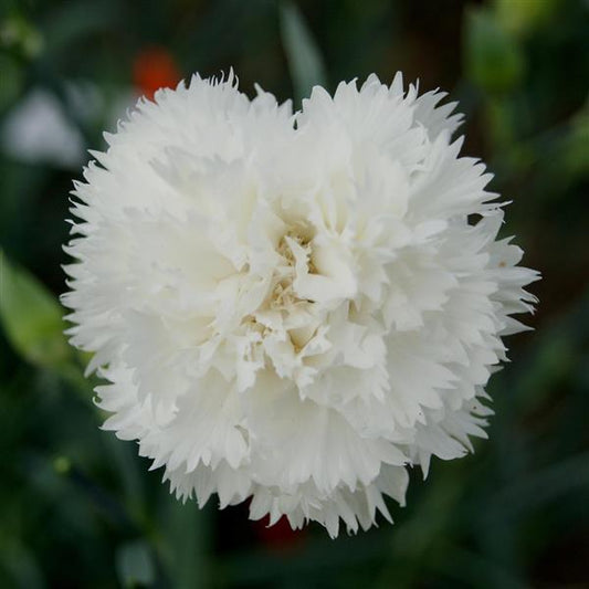 Dianthus Seeds Dianthus Chabaud Jeanne White
