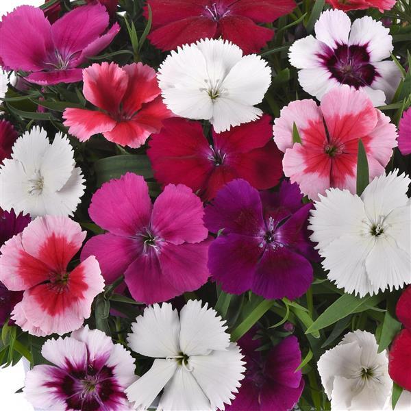 Dianthus Seeds Dianthus Coronet™ Mix 1,000 Pelleted Seeds