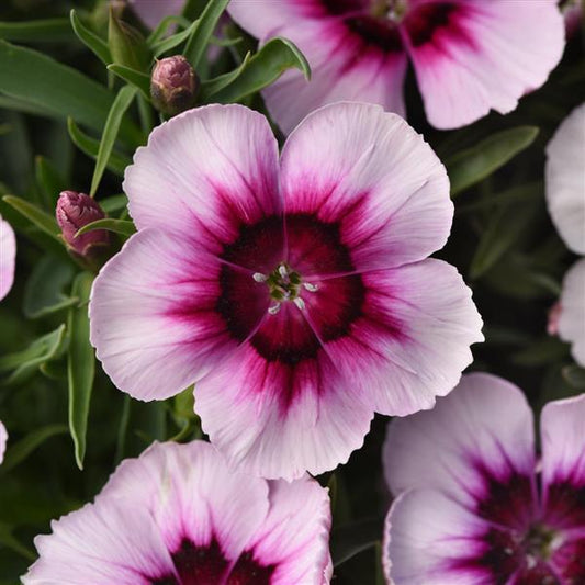 Dianthus Seeds Dianthus Coronet™ White Purple Eye 1,000 Pelleted Seeds