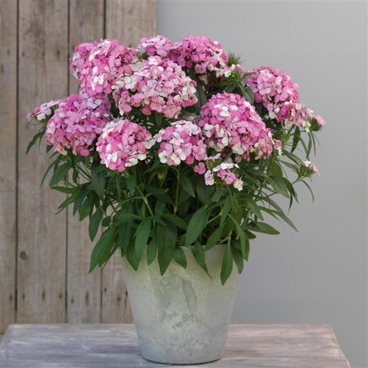 Dianthus Seeds Dianthus Dart™ Pink Magician Pelleted Seeds