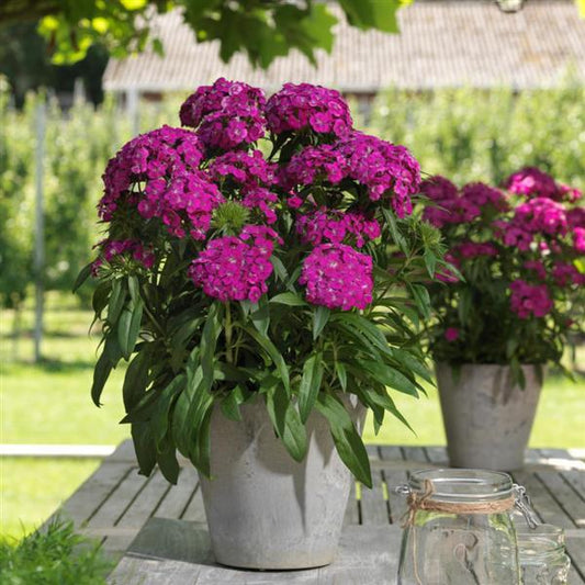 Dianthus Seeds Dianthus Dart™ Purple Pelleted Seeds