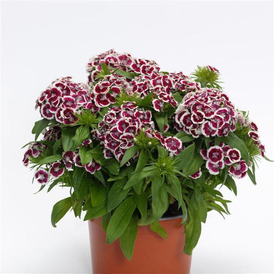 Dianthus Seeds Dianthus Dart™ Red White Picotee Pelleted Seeds