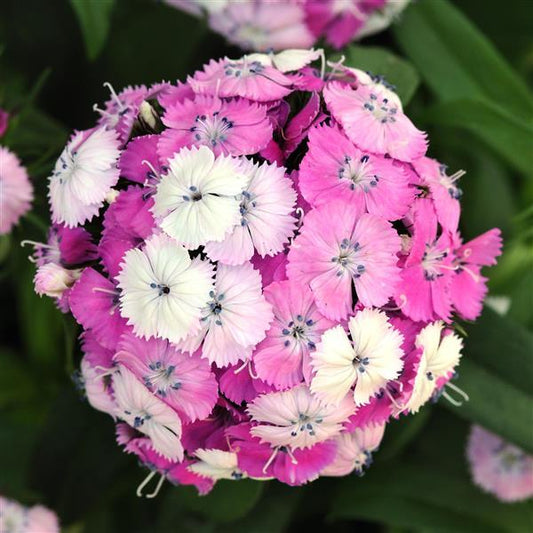 Dianthus Seeds Dash™ Magician Pelleted Seeds