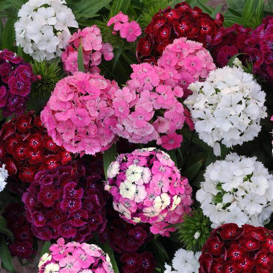 Dianthus Seeds Dash™ Mix Pelleted Seeds