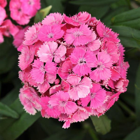 Dianthus Seeds Dash™ Pink Pelleted Seeds