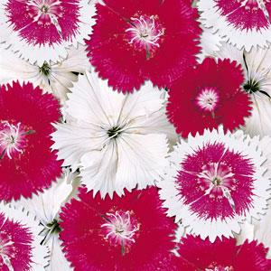 Dianthus Seeds Dianthus Floral Lace™ Heart Of Fire 1,000 Pelleted Seeds
