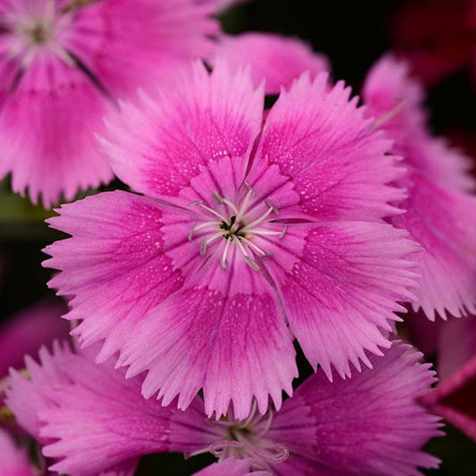 Dianthus Seeds Dianthus Floral Lace™ Lilac 1,000 Pelleted Seeds