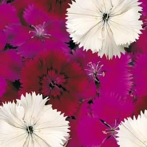 Dianthus Seeds Dianthus Floral Lace™ Merlot Mix 1,000 Pelleted Seeds