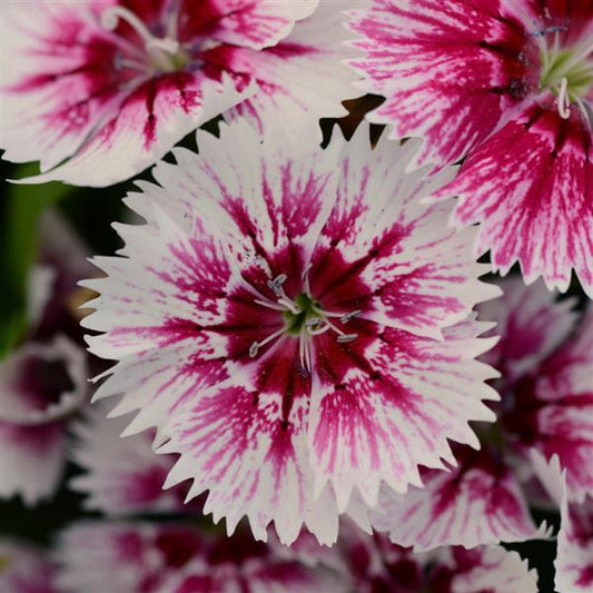 Dianthus Seeds Dianthus Floral Lace™ Picotee 1,000 Pelleted Seeds
