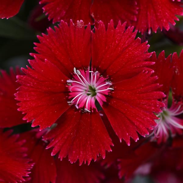 Dianthus Seeds Dianthus Floral Lace™ Red 1,000 Pelleted Seeds
