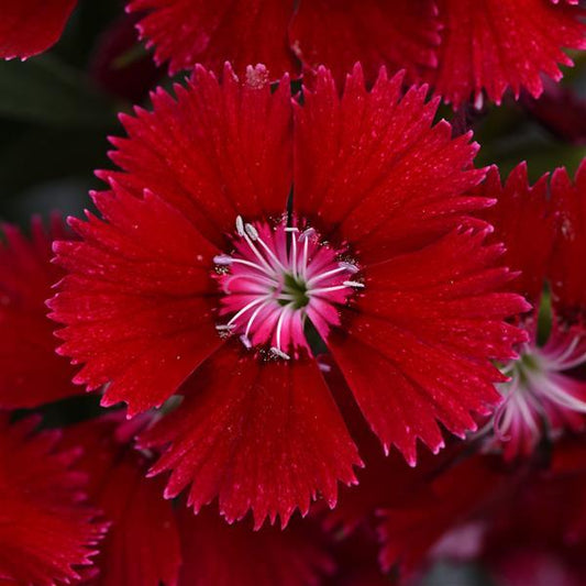 Dianthus Seeds Dianthus Floral Lace™ Red 1,000 Pelleted Seeds
