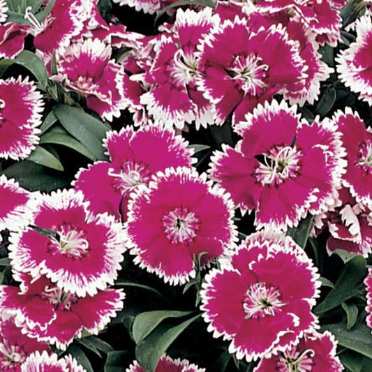 Dianthus Seeds Dianthus Floral Lace™ Violet Picotee 1,000 Pelleted Seeds