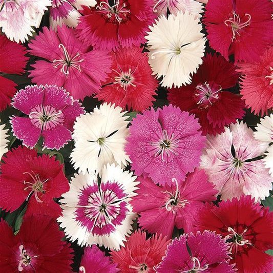Dianthus Seeds Dianthus Ideal Select™ Mix 1,000 Pelleted Seeds