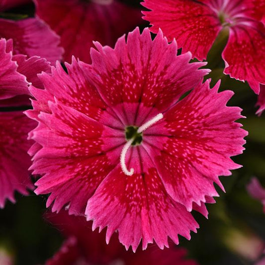 Dianthus Seeds Dianthus Ideal Select™ Raspberry 1,000 Pelleted Seeds
