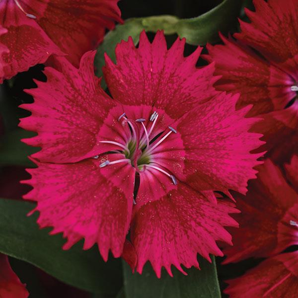 Dianthus Seeds Dianthus Ideal Select™ Red 1,000 Pelleted Seeds