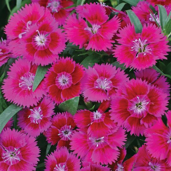 Dianthus Seeds Dianthus Ideal Select™ Violet 1,000 Pelleted Seeds