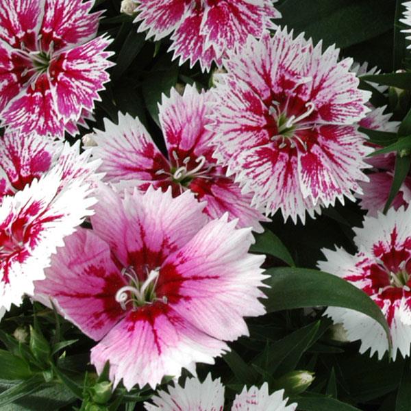 Dianthus Seeds Dianthus Ideal Select™ White Fire 1,000 Pelleted Seeds