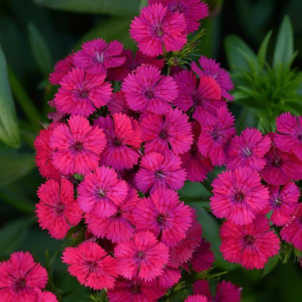 Dianthus Seeds Dianthus Jolt™ Cherry Pelleted Seeds