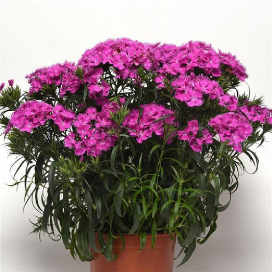Dianthus Seeds Dianthus Rockin'™ Purple Pelleted Seeds