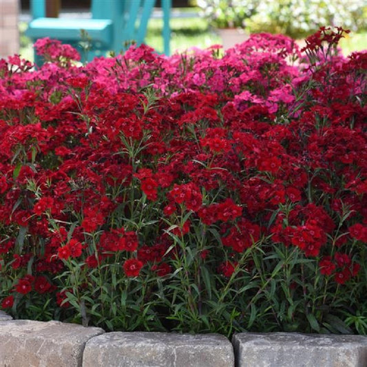 Dianthus Seeds Dianthus Rockin'™ Red Pelleted Seeds