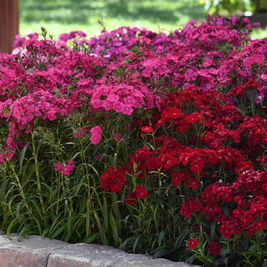 Dianthus Seeds Dianthus Rockin'™ Rose Pelleted Seeds